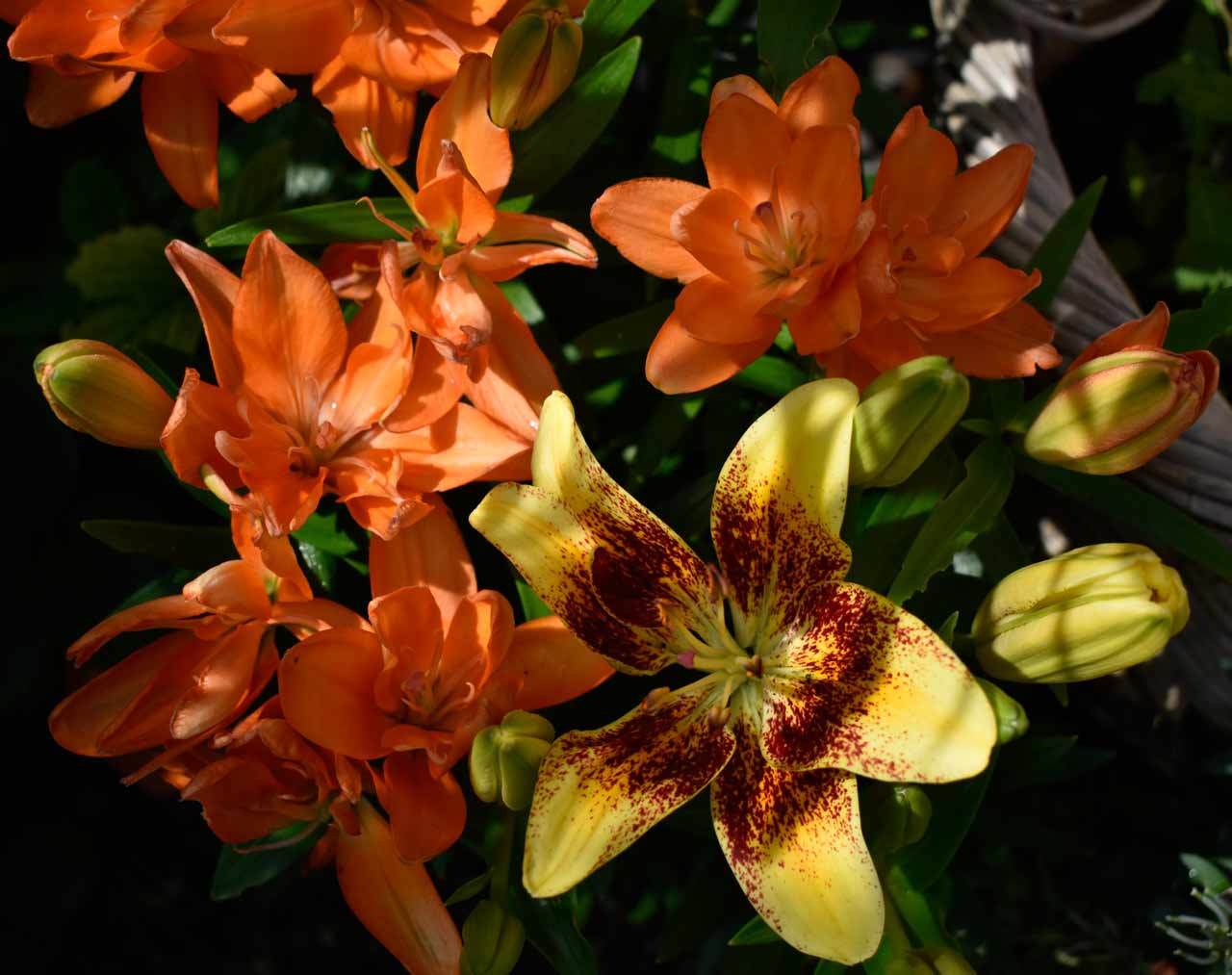 Blumen-orange-gelb